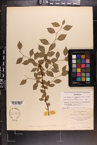 Ilex ambigua image