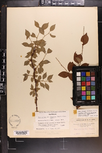 Ilex ambigua image