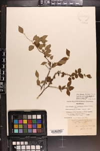 Ilex ambigua image