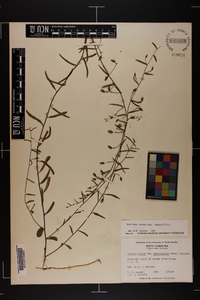 Stylisma patens subsp. angustifolia image