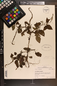 Heliotropium indicum image