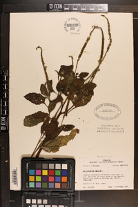 Heliotropium indicum image