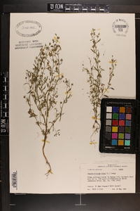 Chaenorhinum minus image