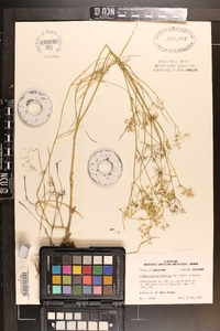 Limnosciadium pinnatum image