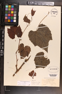 Vitis vulpina image