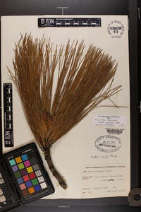 Pinus australis image