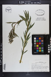 Amsonia tabernaemontana image