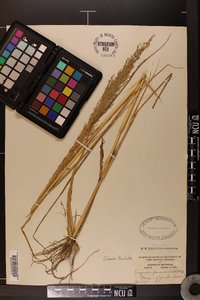 Eragrostis japonica image