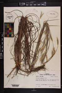 Andropogon ternarius image