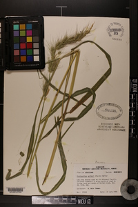 Echinochloa walteri image