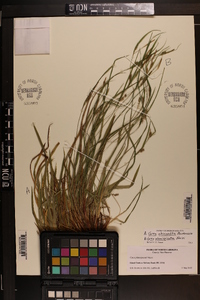 Carex planispicata image