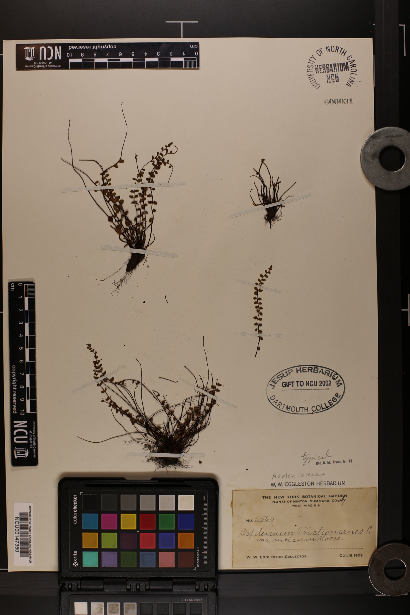 Asplenium trichomanes var. incisum image