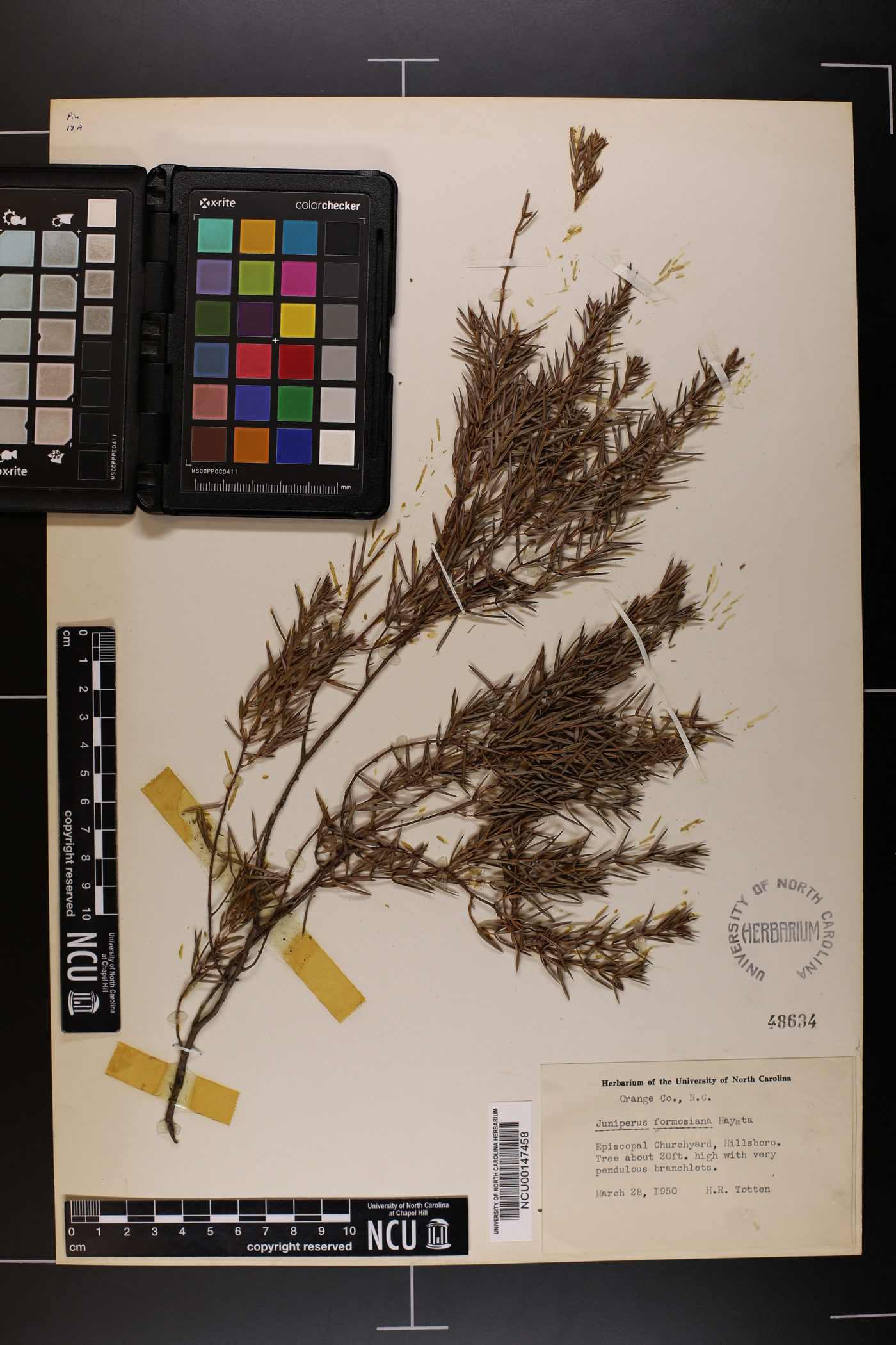 Juniperus formosana image