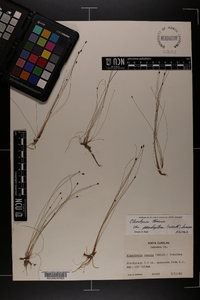 Eleocharis tenuis image