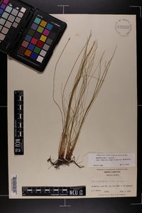 Eleocharis tenuis image