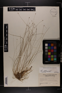 Eleocharis tenuis image