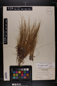 Eleocharis tenuis image