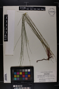 Eleocharis tenuis var. pseudoptera image