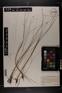 Eleocharis tenuis var. tenuis image