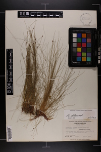 Eleocharis tenuis image