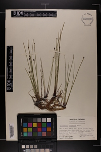 Eleocharis compressa image