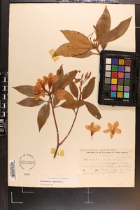 Rhododendron carolinianum image