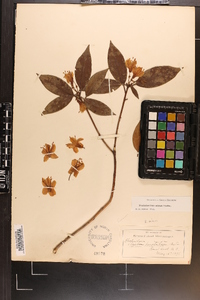 Rhododendron carolinianum image