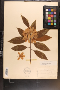 Rhododendron carolinianum image