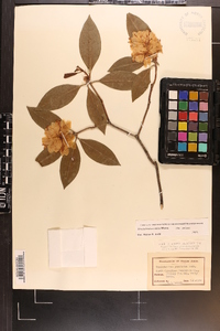 Rhododendron punctatum image