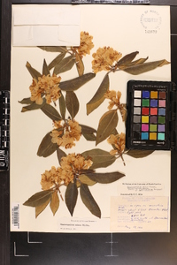 Rhododendron carolinianum image