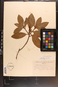 Rhododendron carolinianum image