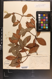 Rhododendron carolinianum image