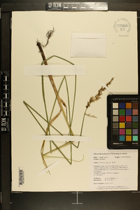 Carex decomposita image