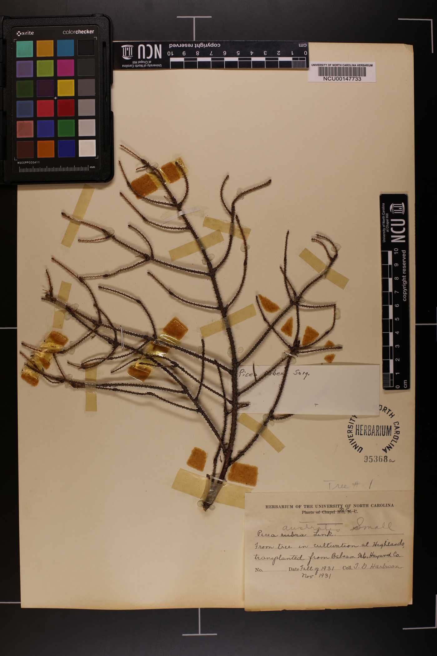 Picea australis image
