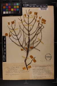 Picea australis image