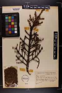 Picea australis image