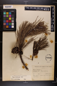 Pinus echinata image