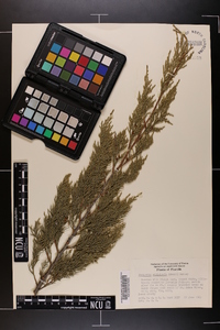 Juniperus silicicola image