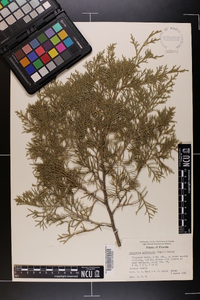 Juniperus silicicola image