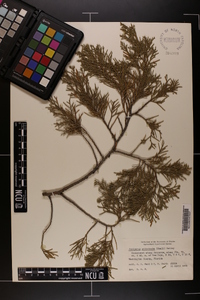 Juniperus silicicola image