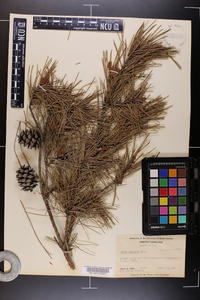 Pinus echinata image