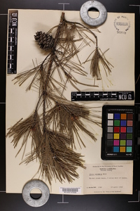 Pinus echinata image