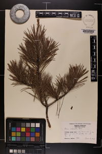 Pinus echinata image