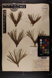 Pinus echinata image