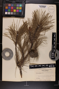 Pinus echinata image