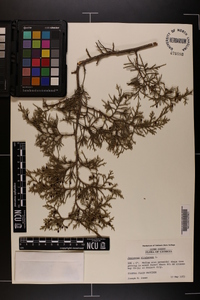 Juniperus silicicola image