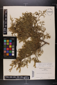 Juniperus silicicola image