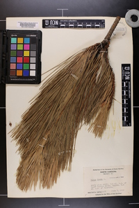 Pinus taeda image