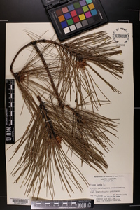 Pinus taeda image
