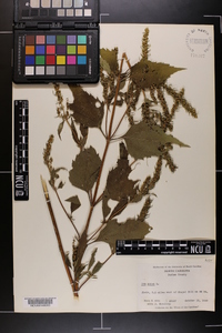 Iva annua image